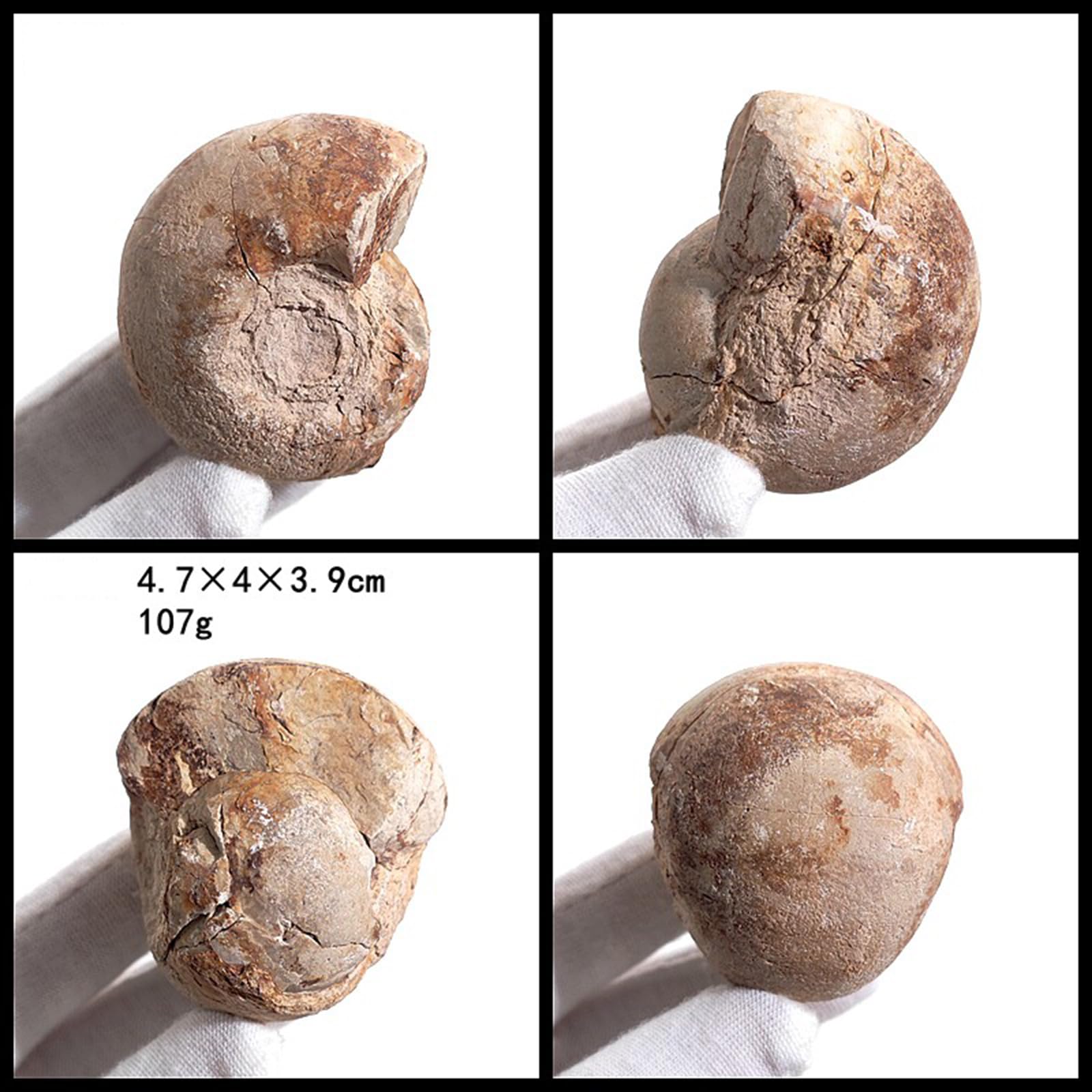 Specimen di Conchiglia di Ammonite Fossile Naturale Collezionismo Decorazioni per la Casa Regali Ornamento
