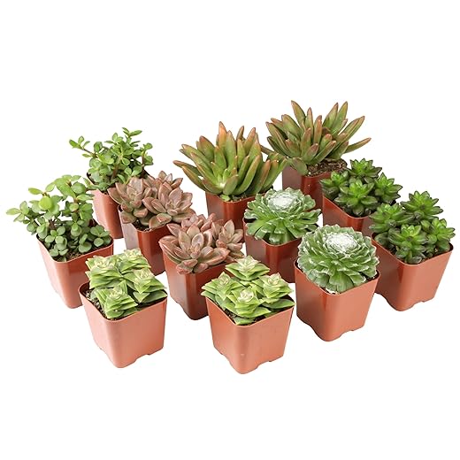 Altman Plants, Live Succulents Plants Live Houseplants (12PK), Succulents Live Plants Live House Plants Indoors Live, Live Cactus Plants Live Cacti Succulent Plants Live Indoor Plants Live Houseplants