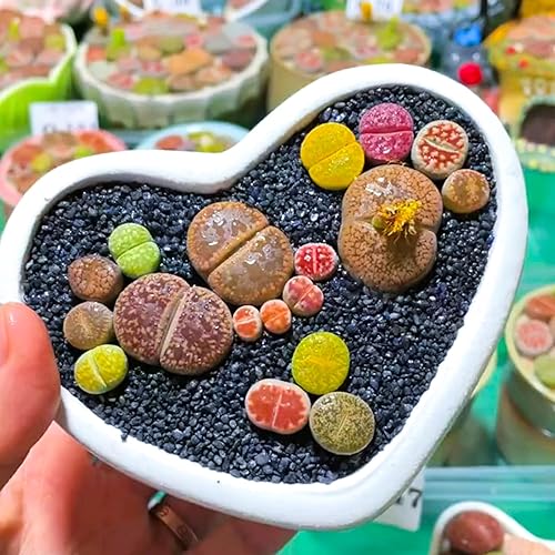 Miniatura 7 de Sprout N Green Rare Lithops Collection, planta de piedra viva totalmente enraizada en maceta de 4 pulgadas, bonitas plantas suculentas en maceta de