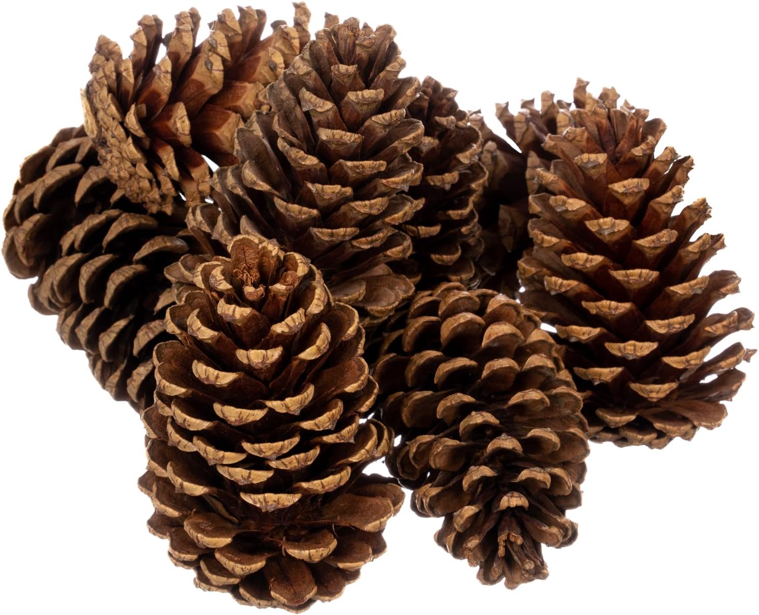 Nautical Crush Trading Cinnamon Pine Cones Scented - 8 Pieces Large 3-5 inches - Cinnamon Pinecones Decor - Rustic Christmas Decor - Pinecones - Pine Cone Ornaments - Pinecones for Crafts