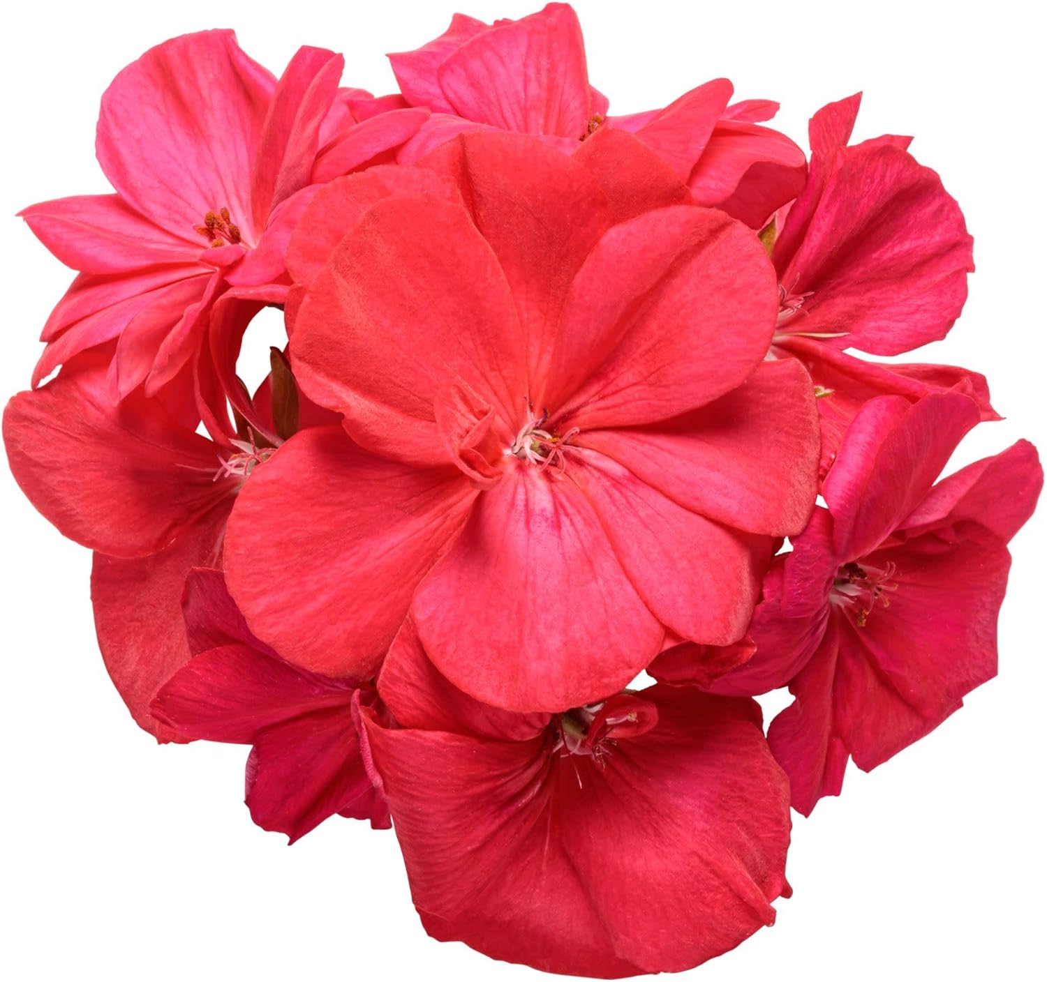 Proven Winners Boldly Coral Geranium (Pelargonium interspecific) Live Plant, Eco+ Grande, 4 Pack