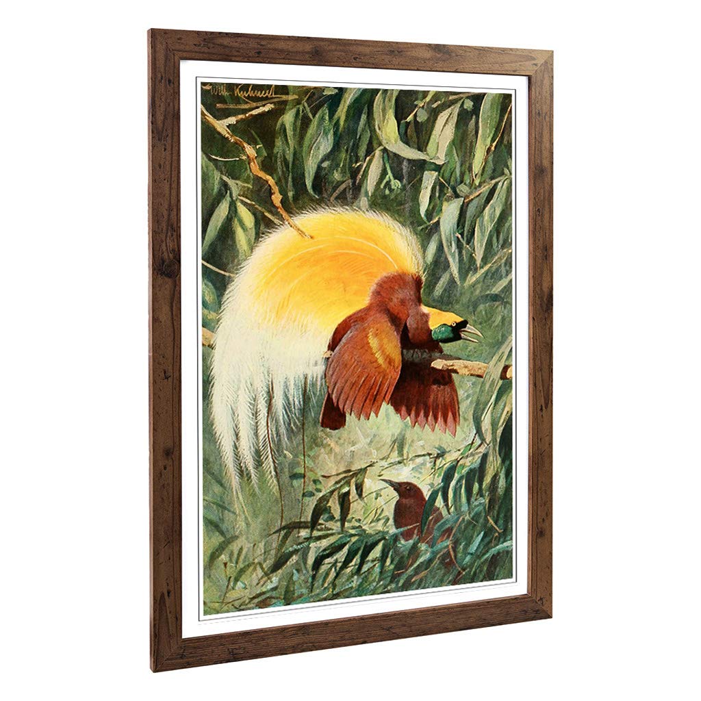 Big Box Art Framed Print of Vintage W Kuhnert Bird of Paradise 1 Design | Wall Art Picture | Home Decor for Kitchen, Living Room, Bedroom, Hallway, Walnut, A2 / 24.5x18 Inch / 62x45cm