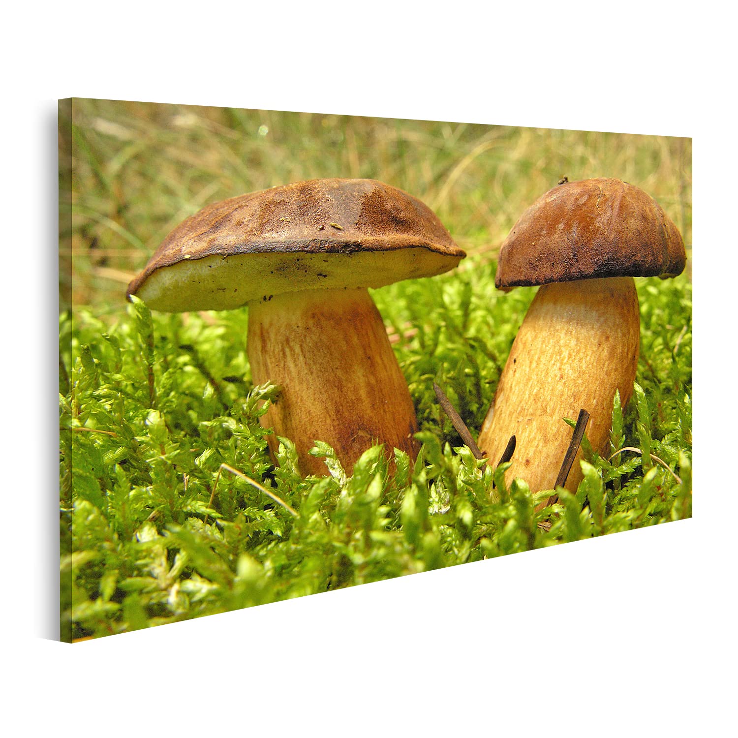 islandburner Quadro su tela Funghi selvatici forestali Gnomenwald felce selvatica muschio natura cibo foresta albero città paesaggi immagini murali poster