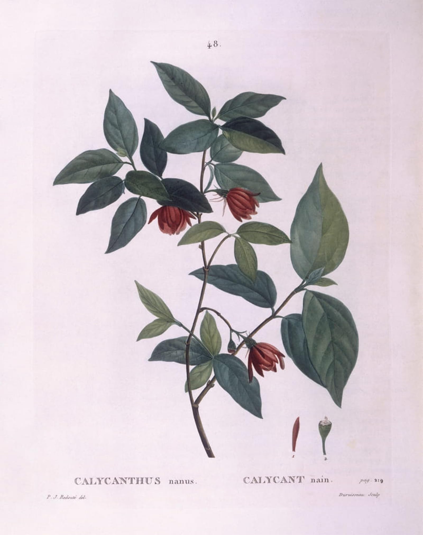 Cuadro de Lienzo Sweetshrub Redouté Solución Elegante para Paredes de Dormitorio 5