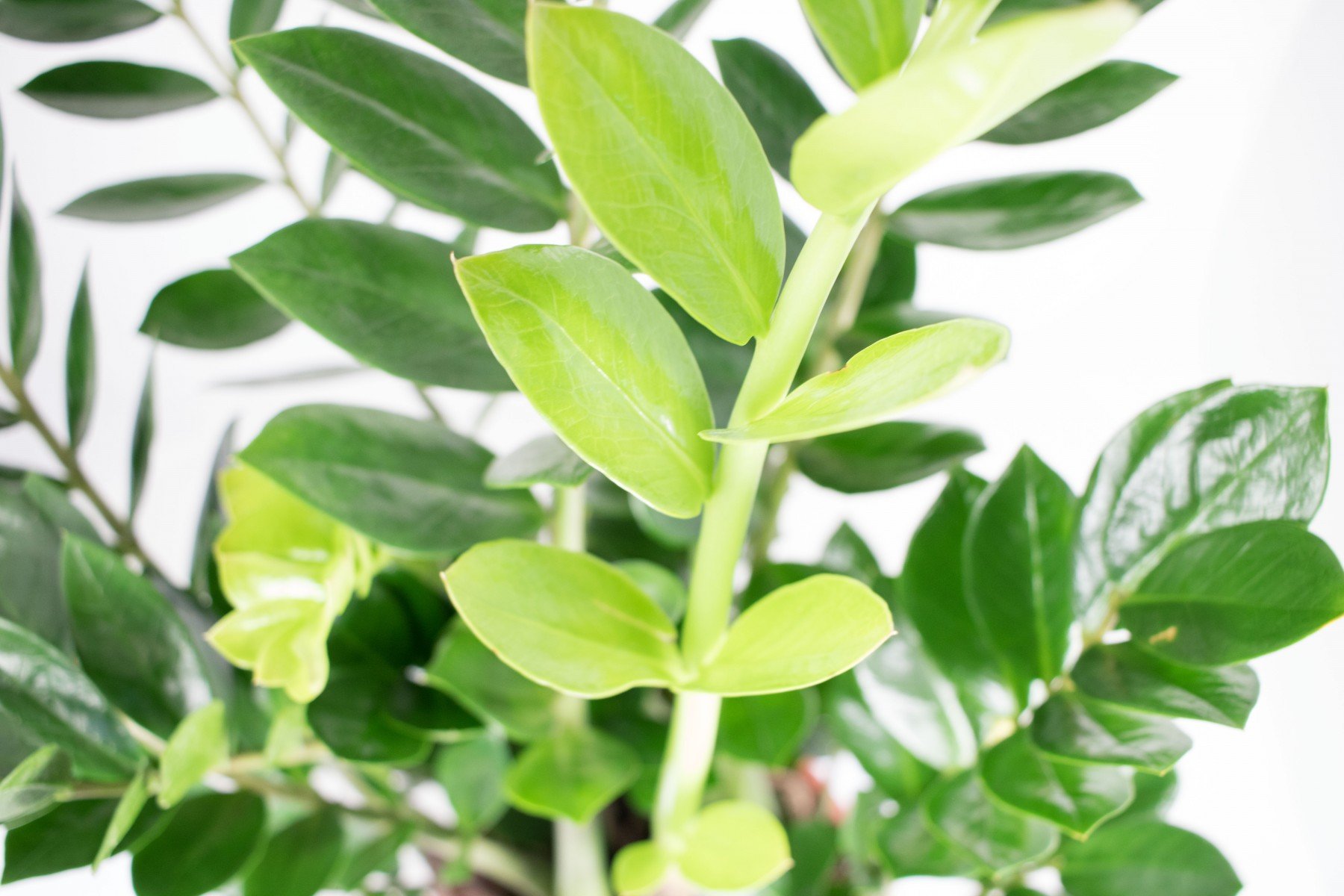 Zamioculcas zamiifolia, im 17er Topf, Glücksfeder, ca. 50 cm hoch