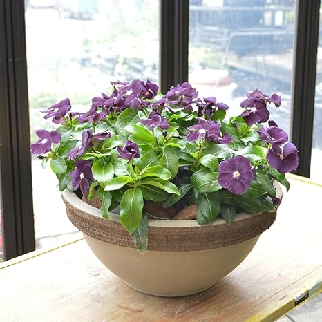 Amazon エルフルール 鉢花 日々草 黒紫 ブラックベリージャム 観葉植物 オンライン通販