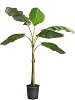 Brighter Blooms - Ice Cream Banana Tree, 3 Gallon Pot - Perfect Fruit for a Sweet Tooth - Cannot Ship to CA, FL, TX, LA, and AZ