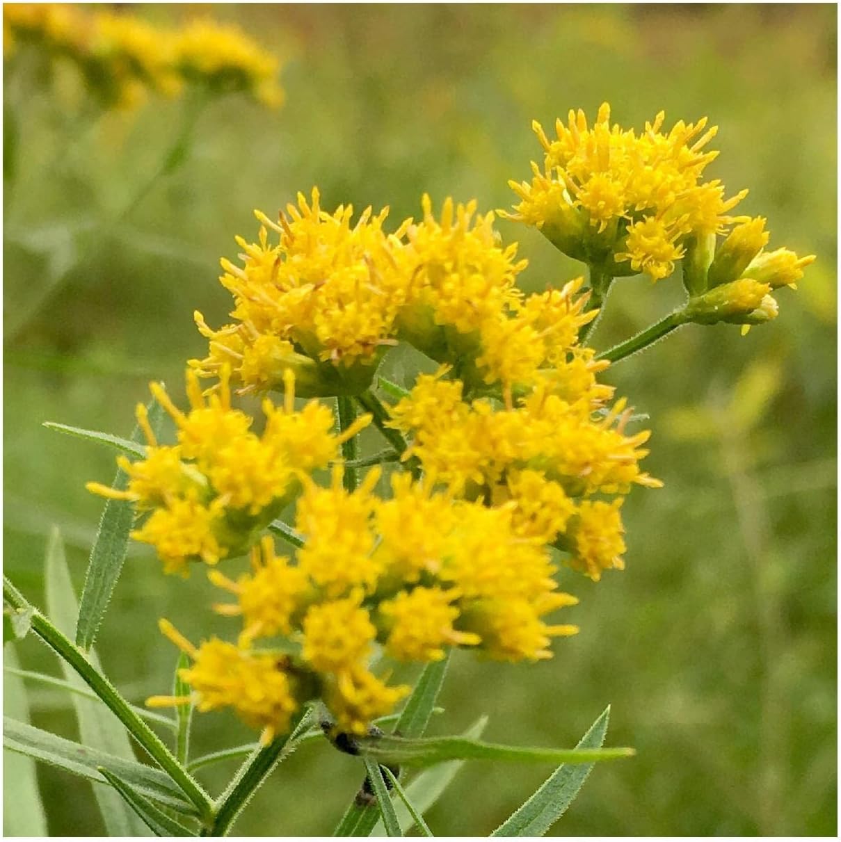 Everwilde Farms - 1/4 Lb Riddell's Goldenrod Native Wildflower Seeds - Gold Vault