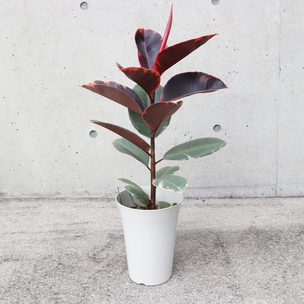 Amazon｜ITANSE フィカス ルビー 6号 1個売り 観葉植物 Ficus