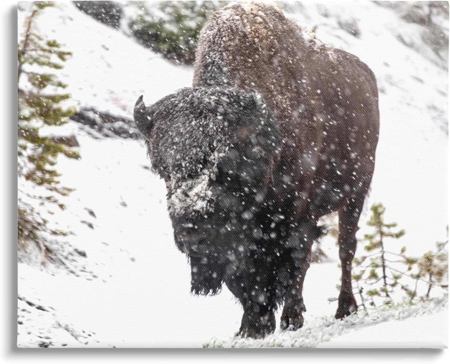 Stupell Industries Bison in Windblown Snow Canvas Wall Art Design by Kathy Mansfield