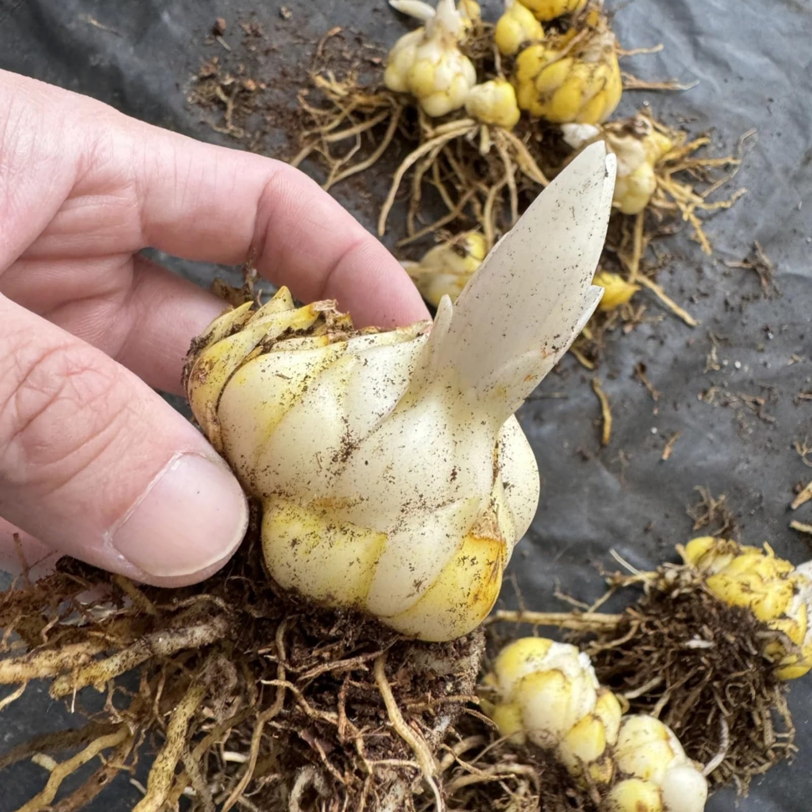 Langblühende Lilie – Dauernde Blütenpracht für bunte Gartenbeete-10zwiebeln-F