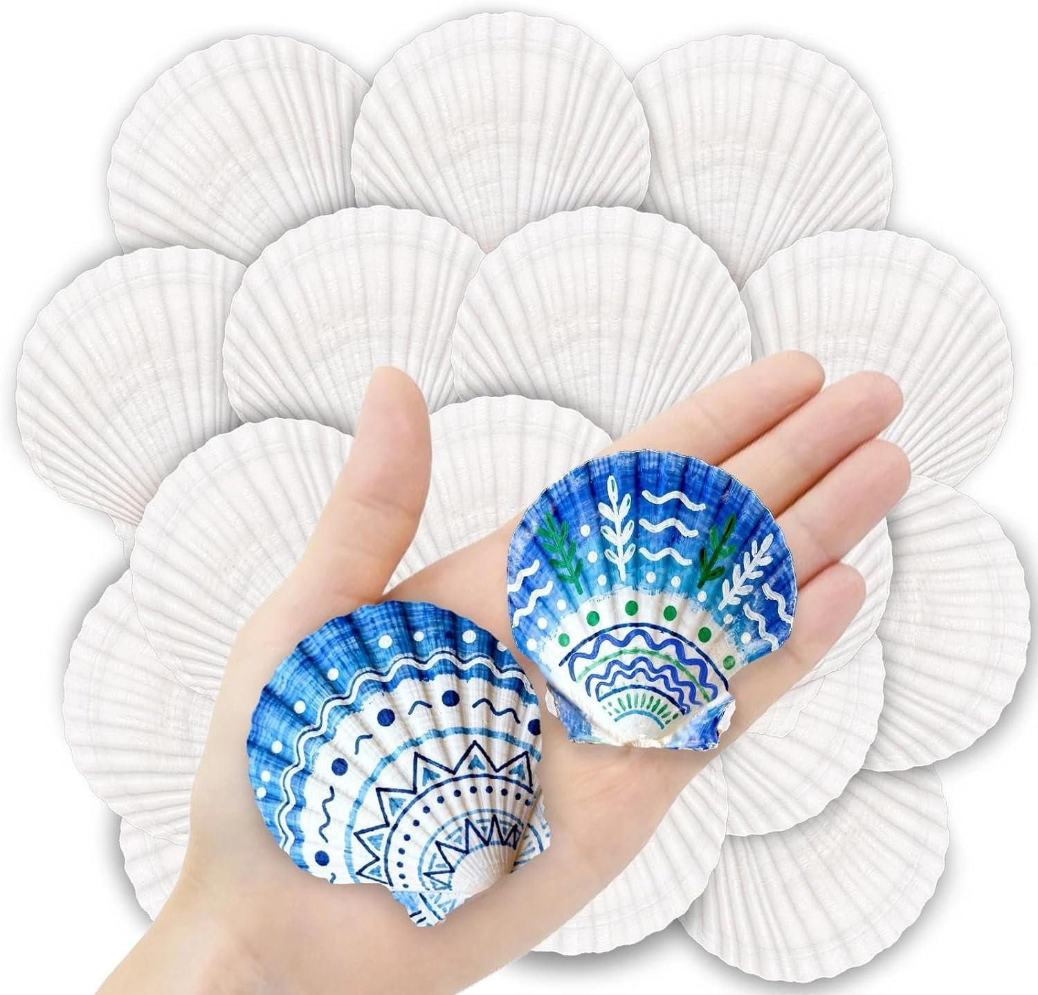 36PCS Natural Scallop Shells for Crafts, 2-3 in White Seashells for Paint