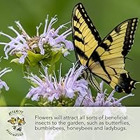 Vista 7 de Seed Needs paquete de venta al por mayor de 30 000 semillas de flores silvestres variadas (15 especies) de sombra parcial no modificadas