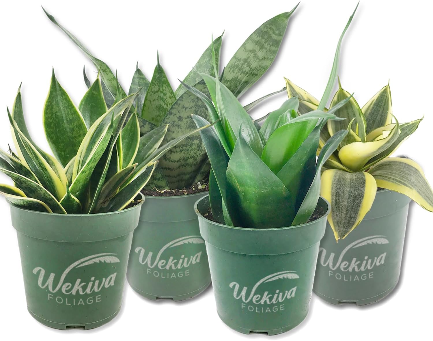 Signature Botanics Snake Plant Collection - 4 Live Plants in 4 Inch Growers Pots - Growers Choice - Elegant and Beautiful Easy Care Indoor Foliage Perfect for Home or Office
