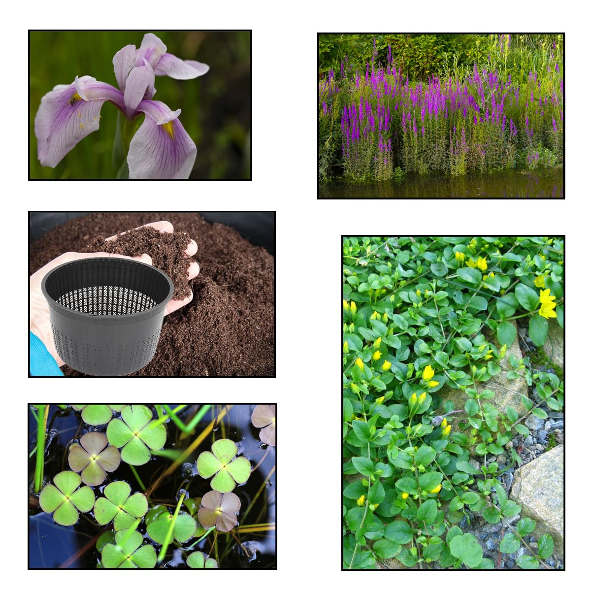 Lincolnshire Pond Plants Ltd - XS Pack Laevigata Rose Queen - 3 Marginal Plants & 1 Oxygenating Plant - Live Water Plant Aquatic Pond Lake Marginal