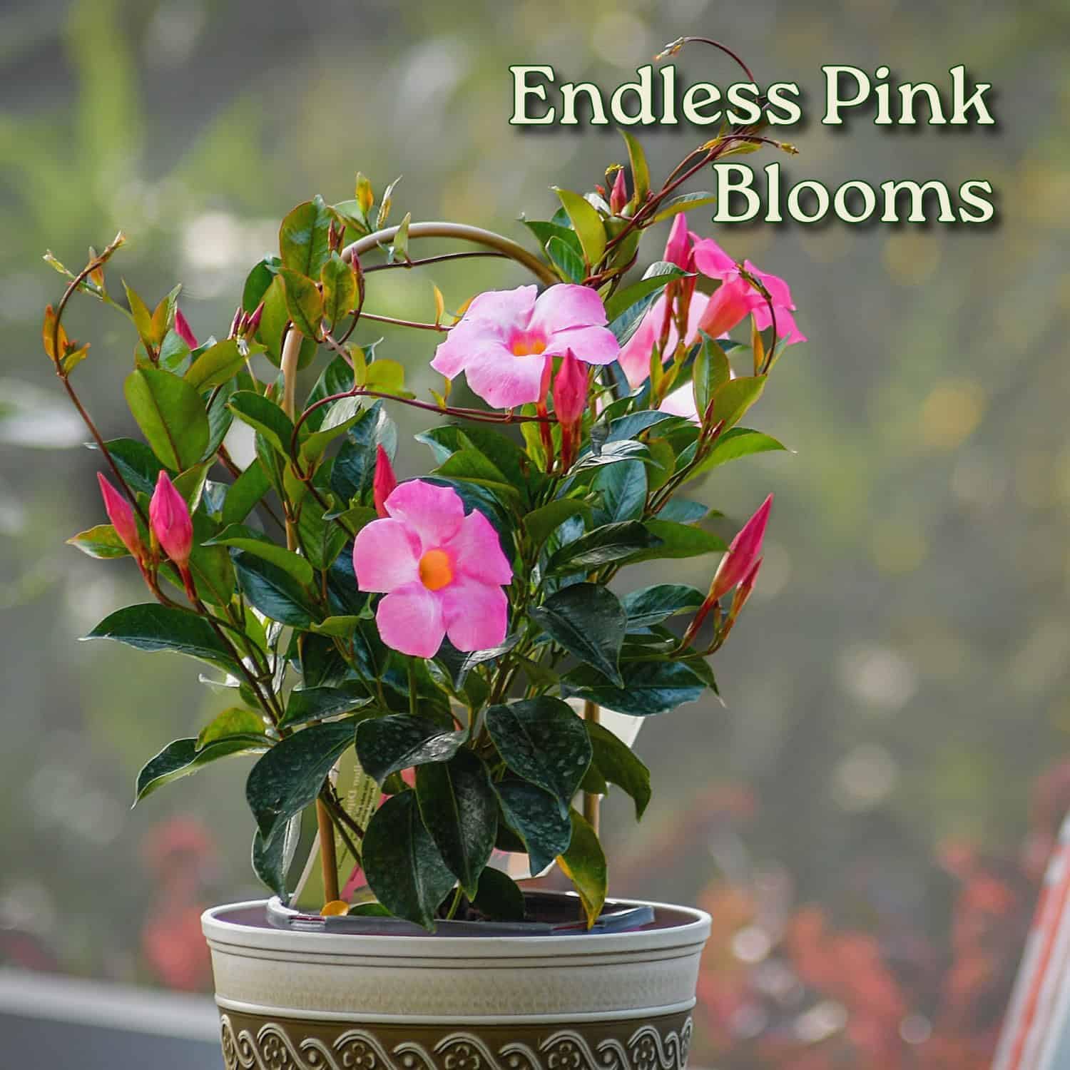 Pretty Pink Live Dipladenia Plant - Live Flowering Plant - Trellis - 18" Hoop, 18" to 20" Overall Height - 1 Gallon Planter - Tropical Plants of Florida (Plant + Heat Pack)