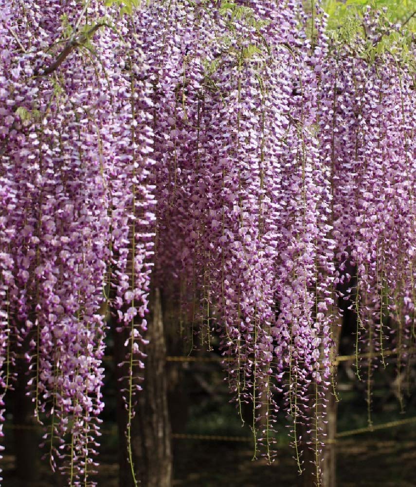 Wisteria floribunda Rosea 40-60 cm  Winterhart, Mehrjhrig, Pflegeleicht   Japanischer Blauregen  Kletterpflanze fr Pergola & Rankhilfe : Amazon.de:  Garten