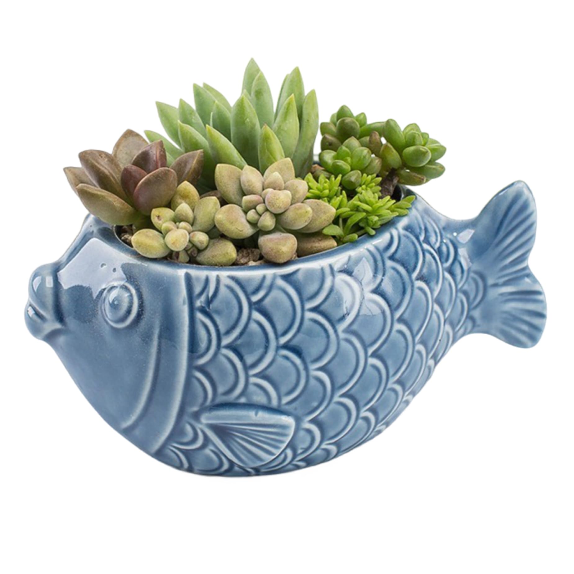 Licsaliwe Ocean Blue Fish Pot, Ceramic Flower Pot with Drainage Hole Decorative Desktop Bonsai for Succulents Cacti Candles/ 4.7x2.4(Style 1)