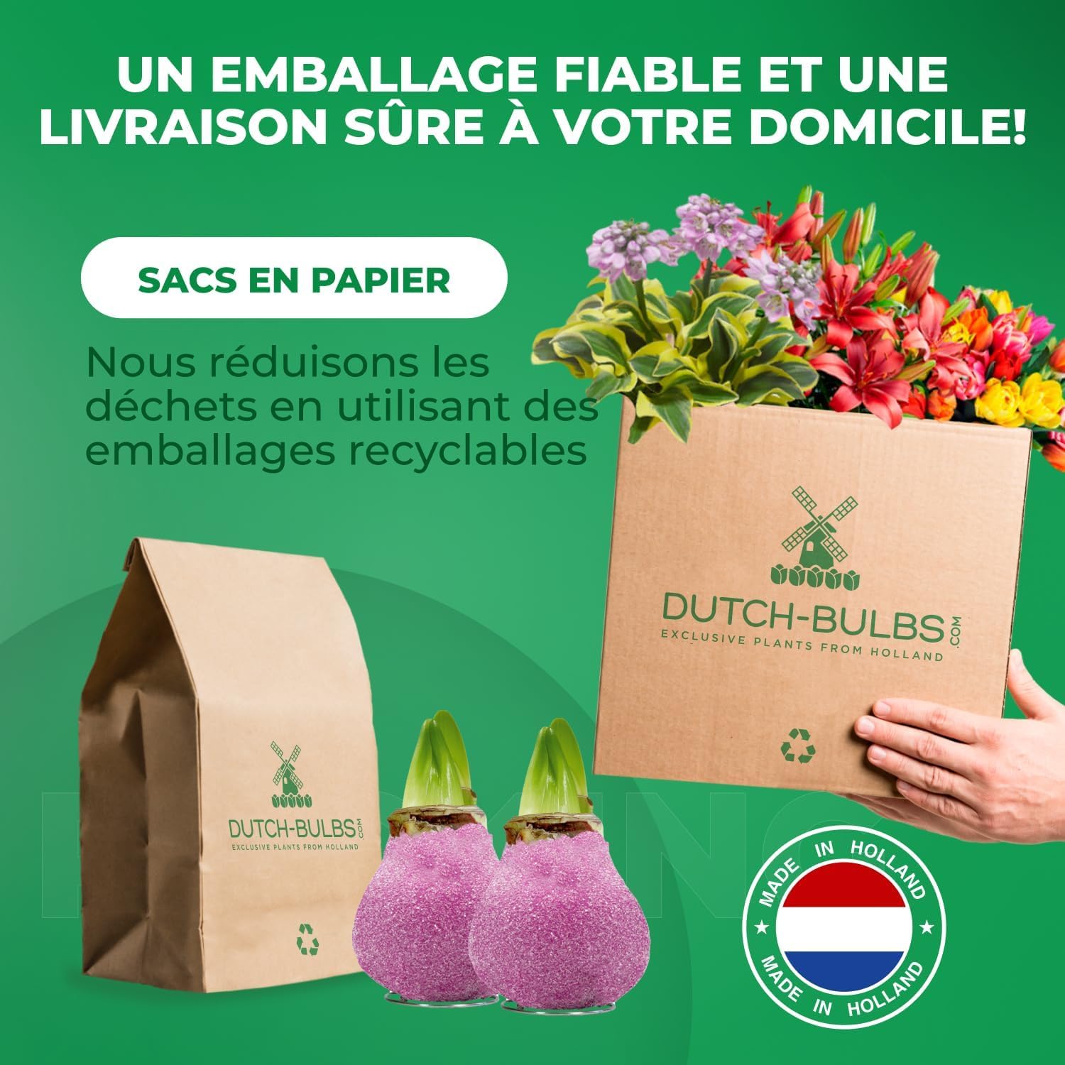 Amaryllis Bulbe Paillettes rose en cire - 2 pièces