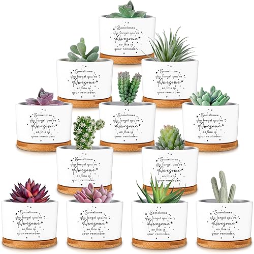 12 macetas inspiradoras para suculentas, regalos de agradecimiento a los empleados, regalos a granel para mujeres, compañeros de trabajo,