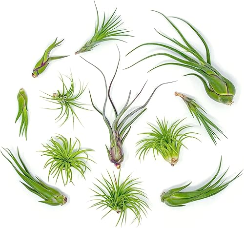 Miniatura 6 de Tillandsia Plantas de aire vivas de interior (paquete de 100), plantas de aire, recuerdos de fiesta a granel o recuerdos de boda, plantas vivas,