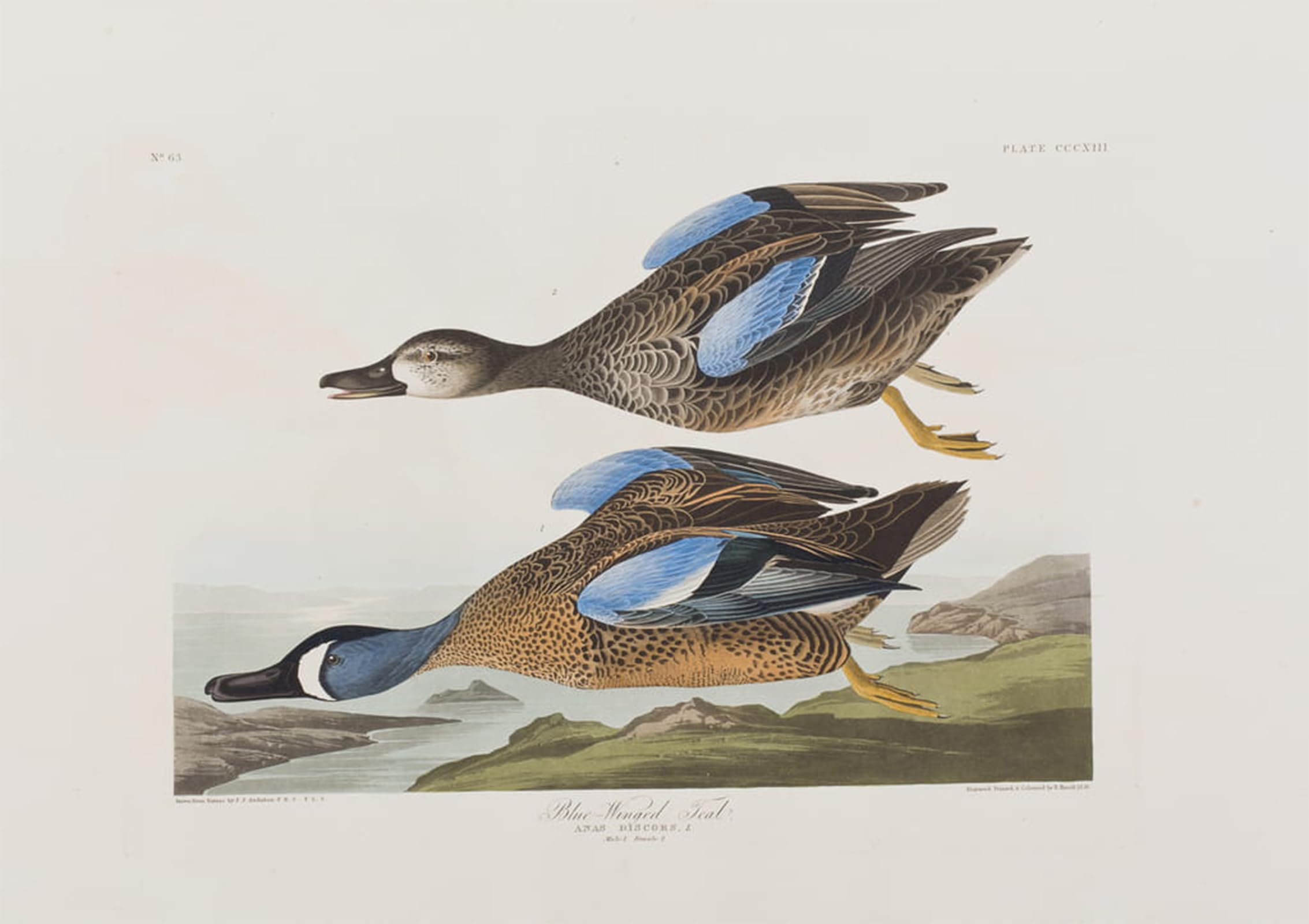 ARTXLXXBN Famous Painting Art Wall Decor Abstract Art Picture Illustration From birds of America by John Jamess Audubon Animal Pictures for Home Decor 60x90cm