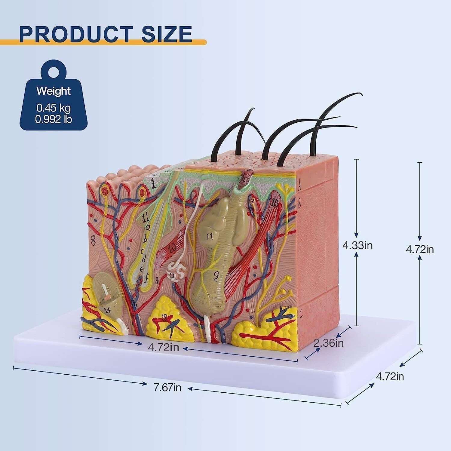3D Skin Anatomy Model, 35x magnified Skin Layer Structure Anatomy Model with Hair and Medical Skin Markers, Suitable for Biological minimally invasive Cosmetic Surgery Teaching Model