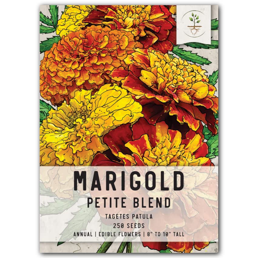 What is Eating My Marigolds? 2024 Understanding the Common Pests and