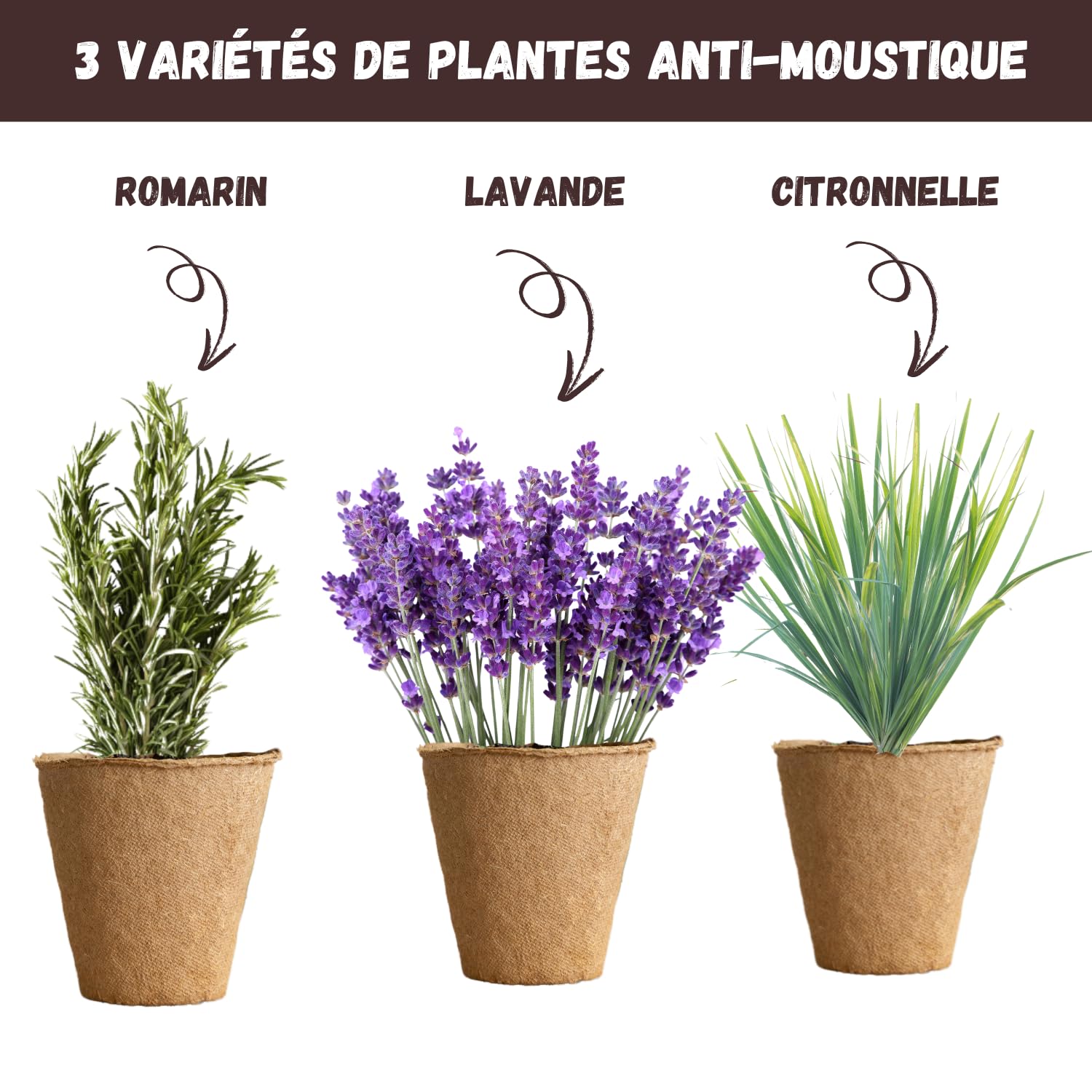 book about plants Around the World in 80 Plants