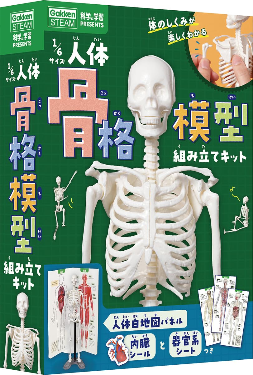 1/6サイズ人体骨格模型組み立てキット (科学と学習PRESENTS) | 坂井