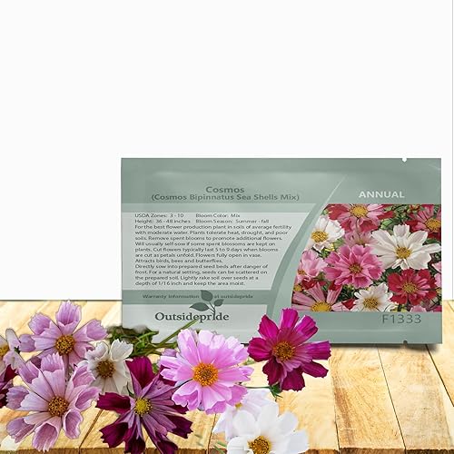 Outsidepride 500 semillas anuales Cosmos Bipannatus Sea Shells Cut Flower Seed Mix para plantar