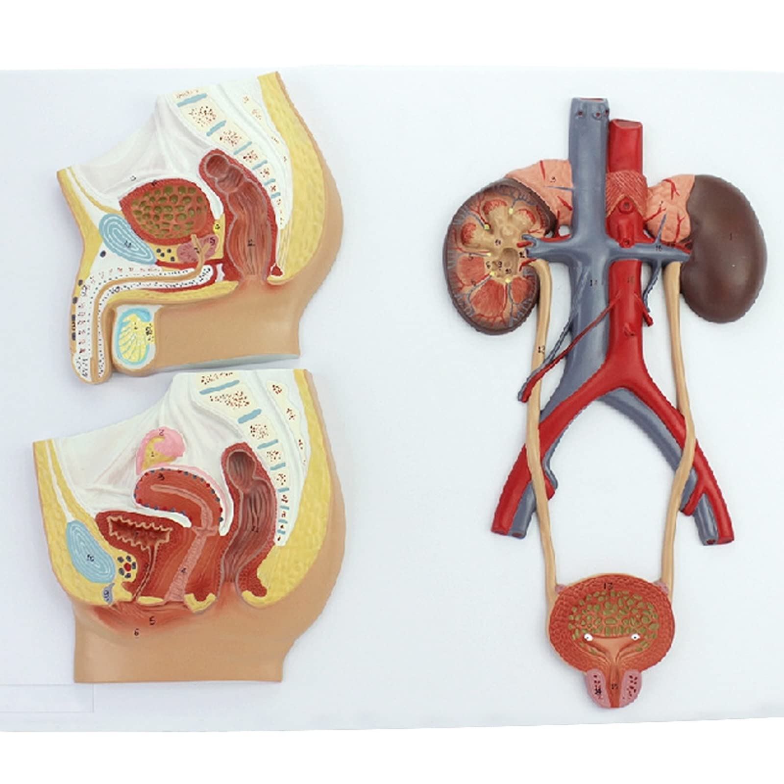 Human Urinary System Model, 1:1 Life Size Anatomical Replica, Internal Structure of Ureter/Bladder/Urethra/Kidney, with Digital Logo, Suitable for Office/Educational Tool/Doctor