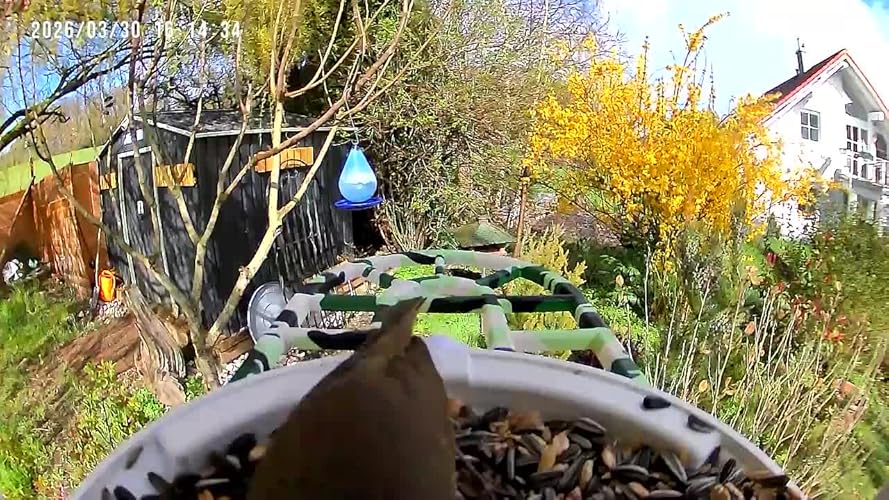 Nichoir avec kits caméra nichoir WiFi - Green Backyard