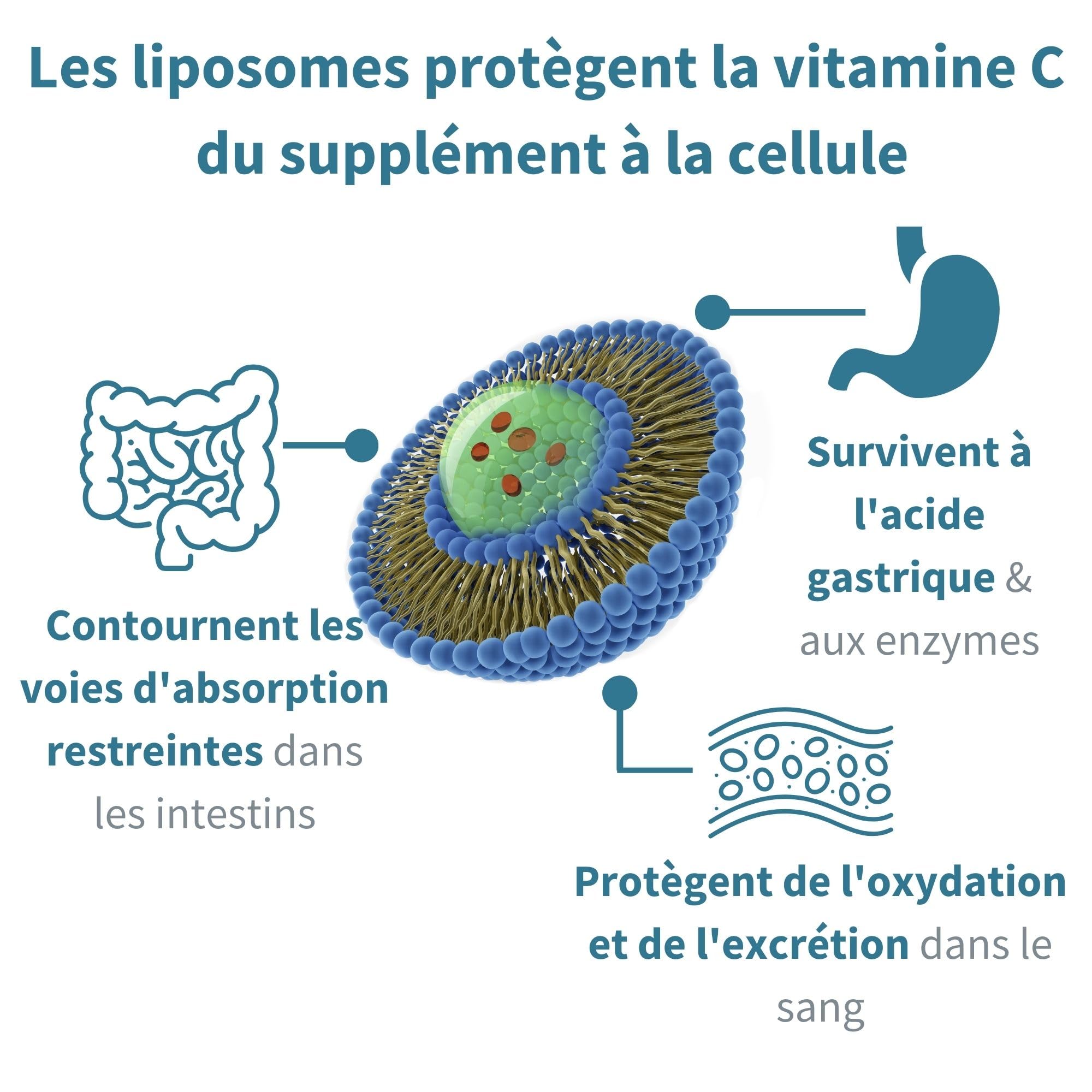 Vitamine C Liposomale 1000 mg Liquide avec Zinc, Cuivre et Sélénium - Système Immunitaire & Réduction de la Fatigue - Goût d'agrumes et vanille, Adultes et Enfants, 30 – 90 portions