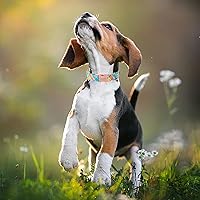 Vista 224 de Unique Style Paws - Collar rosa con hebilla de metal, duradero y lindo para perros pequeños a grandes