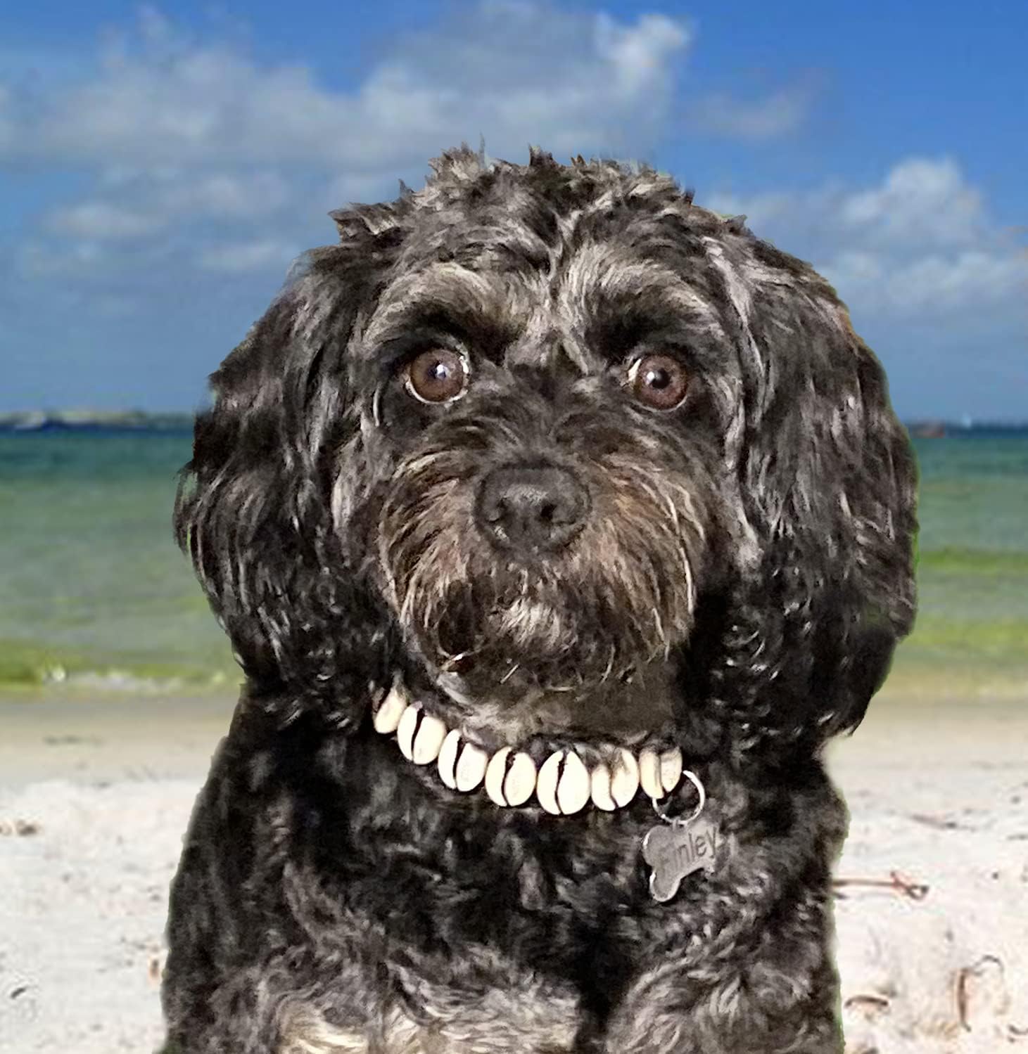 Seashell Cute Dog Collar - Stylish Beach Essentials for Dogs