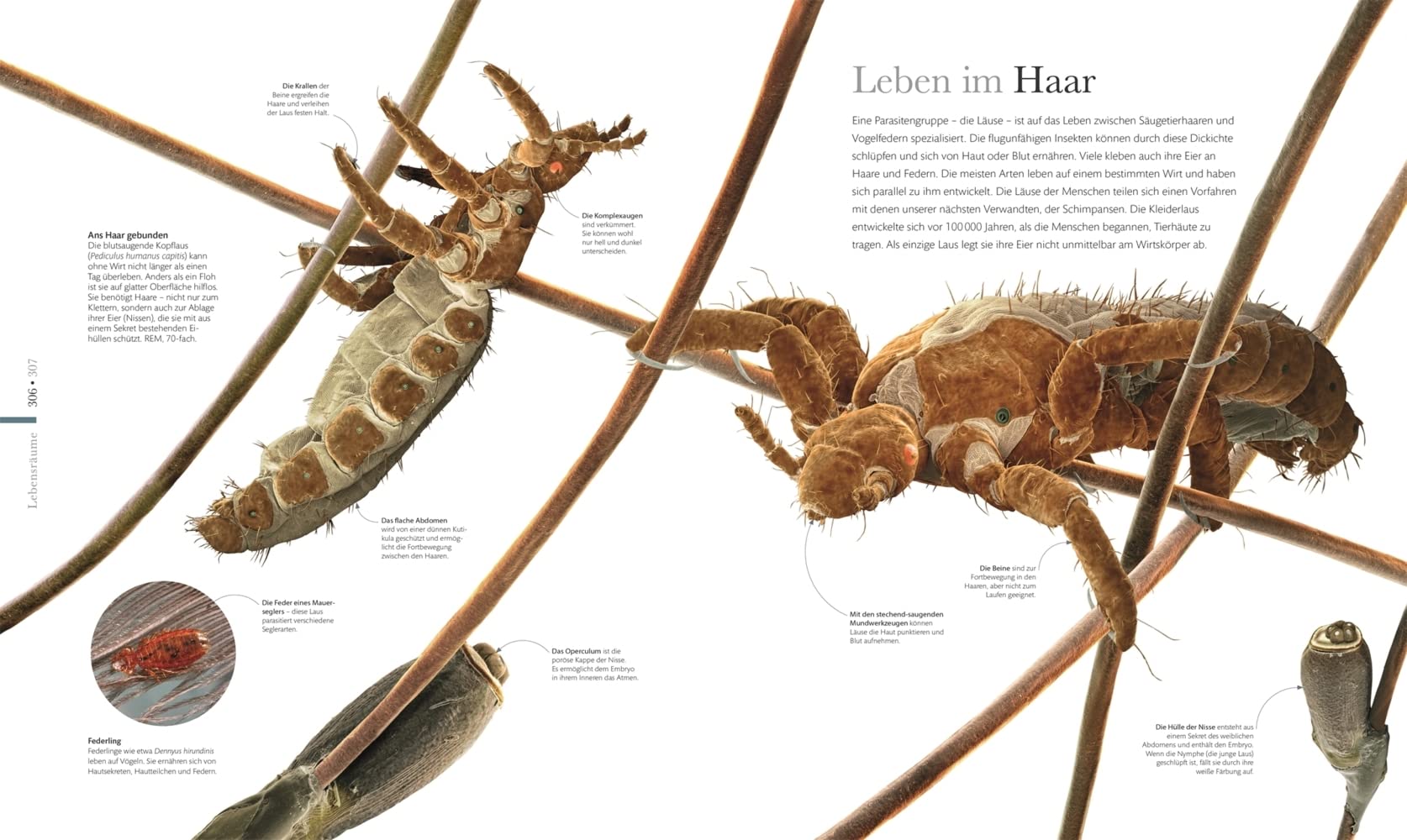 Mikrokosmos - Wunderwelt der kleinsten Lebewesen: Mikroskopbilder und atemberaubende Makrofotografien illustrieren die unsichtbare Welt unseres Mikrokosmos (DK Wunderwelten)