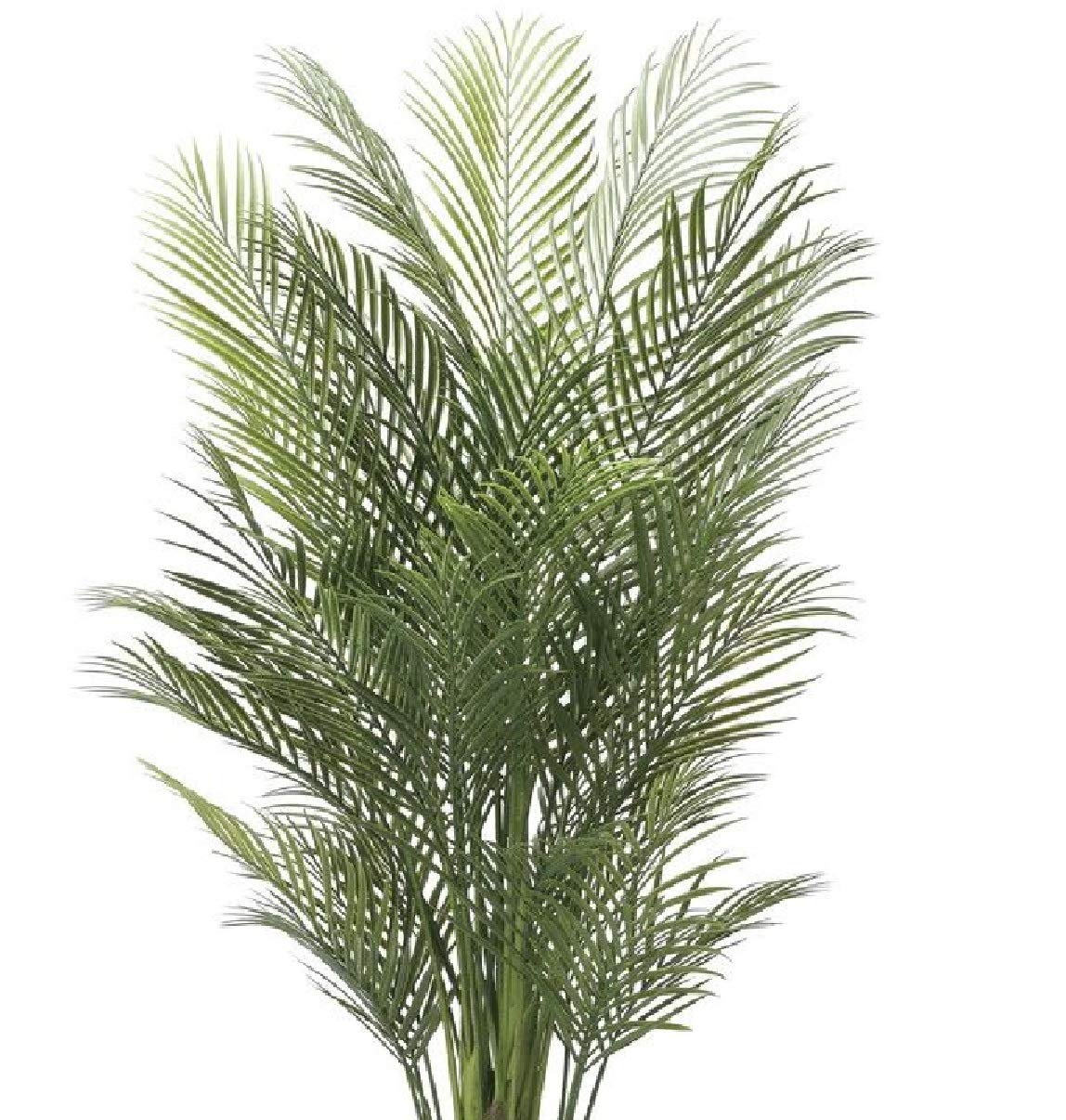 Amazon｜光触媒 人工観葉植物 光の楽園 アレカパーム1.7m（ポリ製