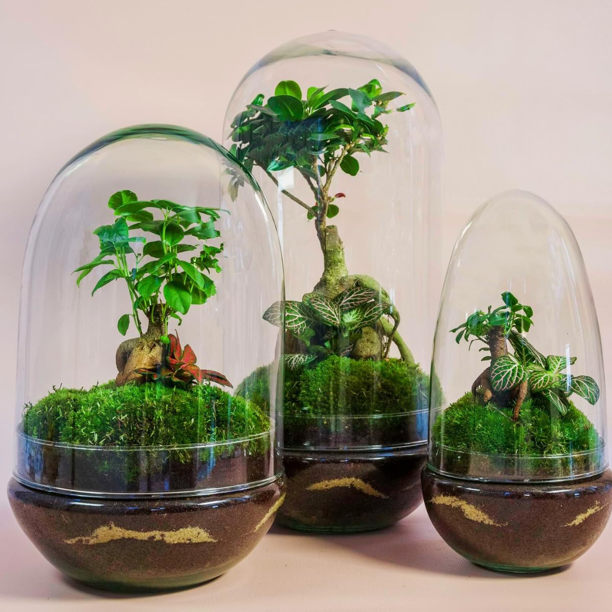 Terrario Plantas Cristal - Cúpula con Ficus Ginseng y Fittonia | Jardin Eterno en Cristal o Ecosistema Cerrado | Ideal para Decoración Hogar | Mediano, 30 cm x 19 cm