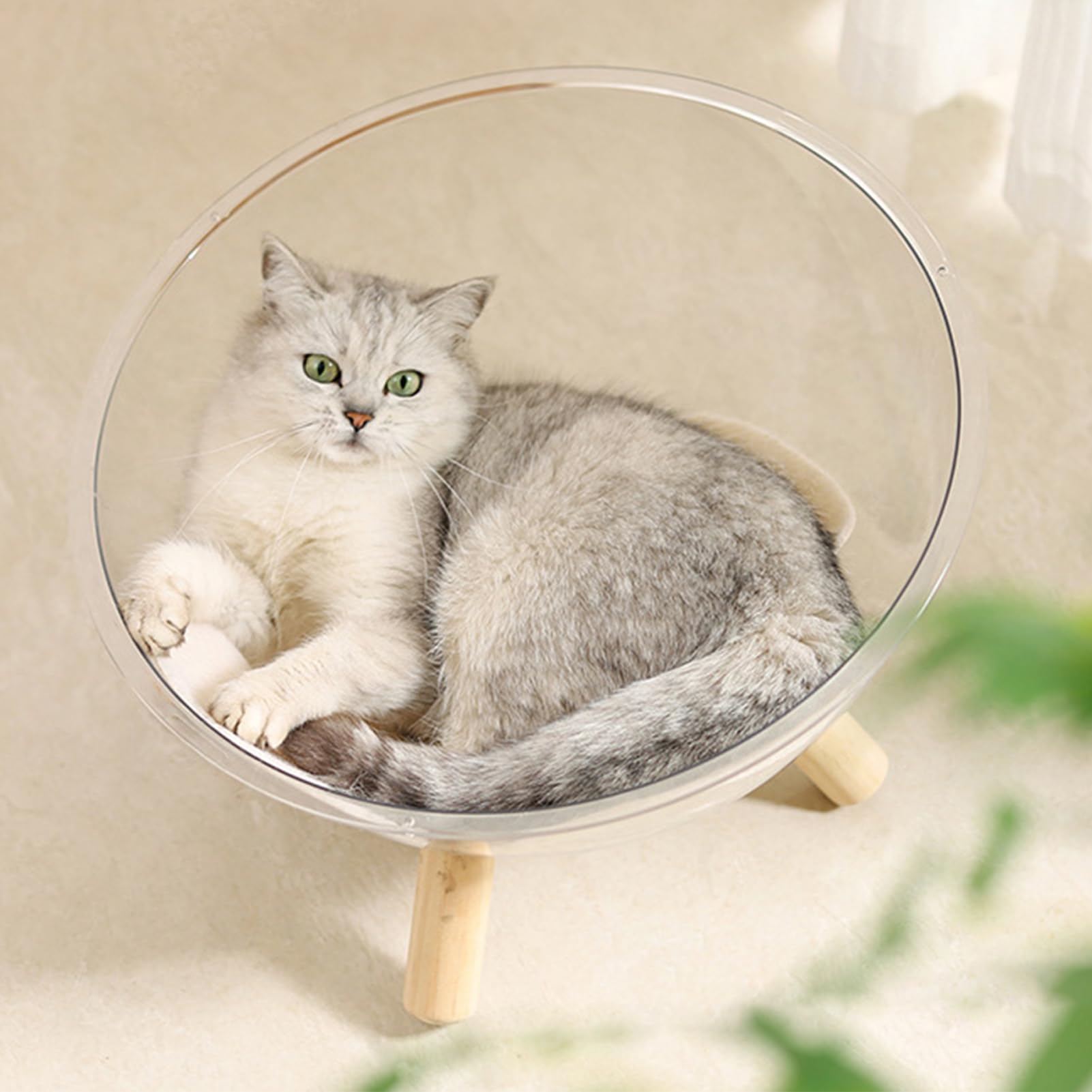 Kleines Katzenbett, Napfbett mit Holzsockel – Acryl, transparent, Kuppelhaus, Kleintierzubehör zum Ausruhen, Schlafen, Faulenzen, Welpen,