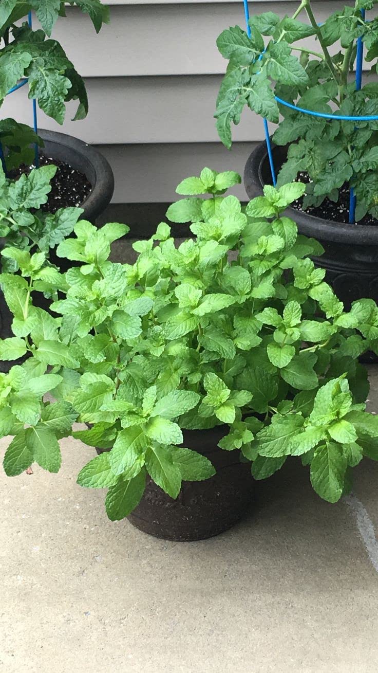 Mphmi Live Plant Nursery NCR Nurseryplant Pudina Common mint Plant