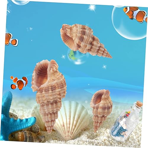 Miniatura 2 de NOLITOY 3pcs 1 Natural Conch Sea Animal Figurine Beach Coastal Ornament Beach Themed Decorations Sea Animal Ornament Miniatures Beach Shell Scallop