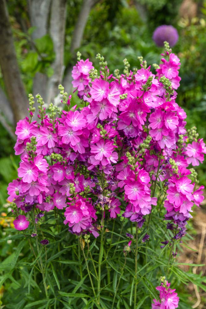 False Mallow 20 Seeds, (Sidalcea Malviflora)- Tall Perennial