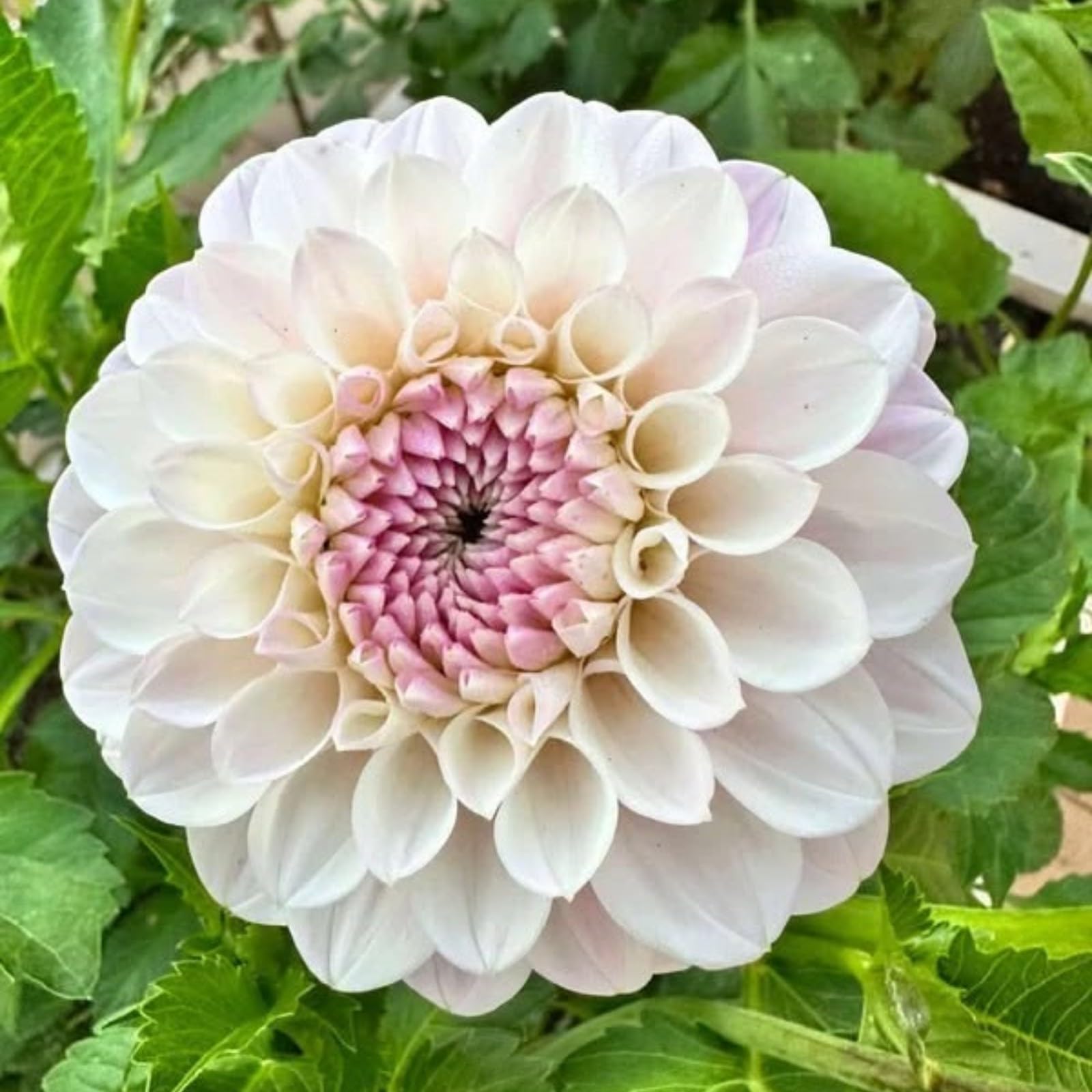 Dahlie Dahlia, reichblühende Zwiebelpflanze mit üppigen Blüten für farbige Gartengestaltung-10zwiebeln-a