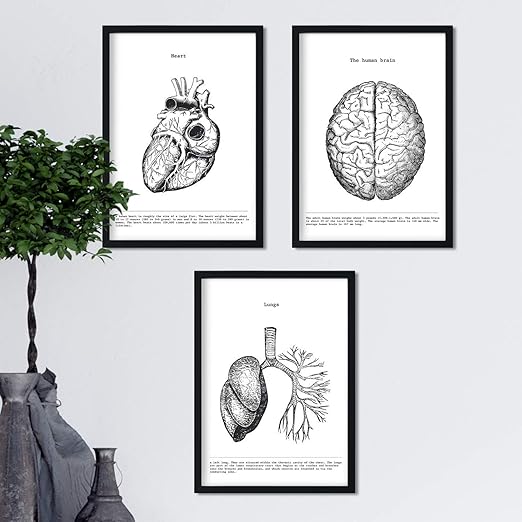 Poster Anatomia Umana In Bianco E Nero - Set Di 3 Fogli A3 Con Cuore, Cervello E Polmoni - Foto 9