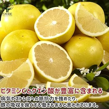 Amazon.co.jp: グレープフルーツの苗 マーシュ【品種で選べる果樹苗木