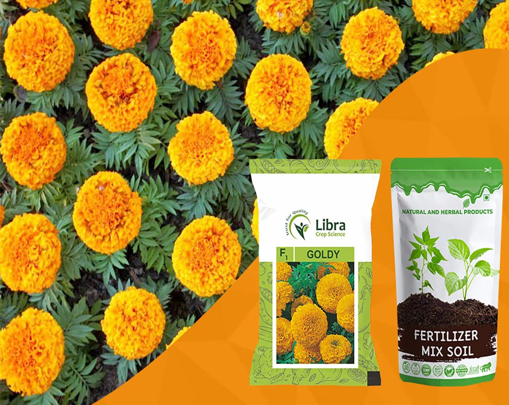 Marigold Seeds for Home Garden | Flower | Farming | Hybrid | Kitchen | Planting | Terrace | Balcony | Orange Marigold | Typical Cempasúchil | Tagetes Erecta - 0.05 Gram : 25 Seed (B0B1MHMFWH) Amazon Price History, Amazon Price Tracker