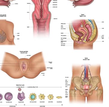 Anatomy Lab Human Female Reproductive System Anatomy Poster, Laminated