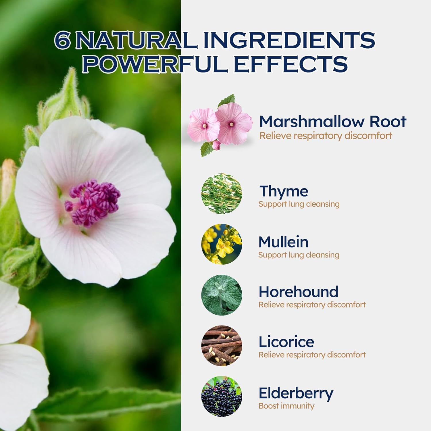 Marshmallow Root Extract Drops, 6-in-1 Marshmallow Root Blend for Respiratory Health Support, Lung Cleanse Support & Immune Support. Herbal Supplement w/Thyme Mullein Elderberry. 2 oz - Image 3