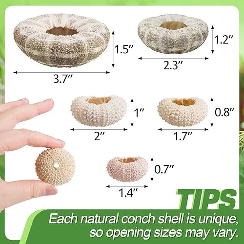 Vista 3 de Paquete de 5 mini soportes para plantas de aire con concha de erizo de mar, maceta decorativa de 1.4 a 3.7 pulgadas, contenedor de exhibición
